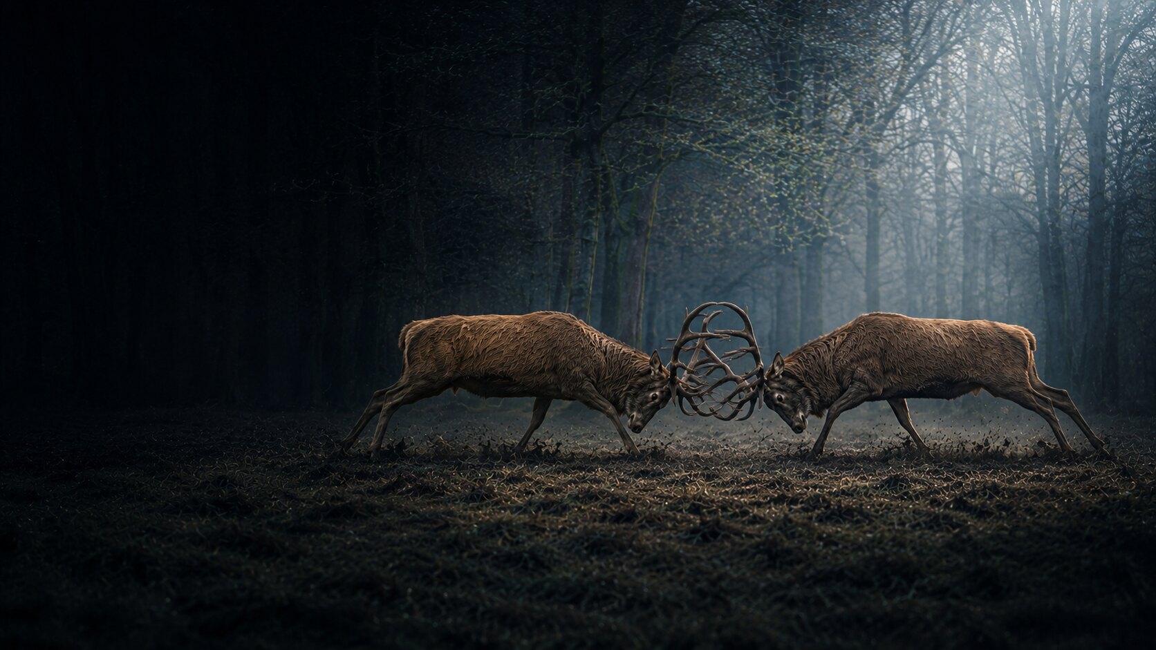 Twee volwassen edelherten in zijaanzicht in een donker bos met hun geweien tegen elkaar